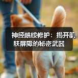 神经酰胺修护：揭开肌肤屏障的秘密武器